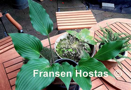 Hosta James A. Garfield